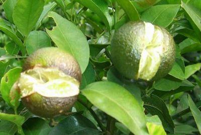 果實(shí)到底為什么會(huì)裂果，原因居然是這些！